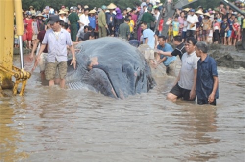 Hàng ngàn người dân xem giải cứu cá voi 15tấn mắc cạn ở biển Nghệ An - Ảnh 6