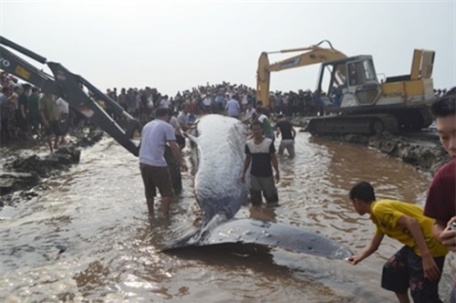 Hàng ngàn người dân xem giải cứu cá voi 15tấn mắc cạn ở biển Nghệ An - Ảnh 7