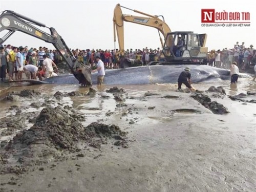 Hàng ngàn người dân xem giải cứu cá voi 15tấn mắc cạn ở biển Nghệ An - Ảnh 1