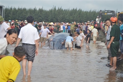 Hàng ngàn người dân xem giải cứu cá voi 15tấn mắc cạn ở biển Nghệ An - Ảnh 8