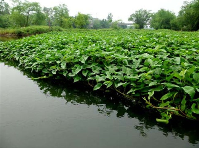 Rau muống trồng tại sông có nguy cơ nhiễm độc chì
