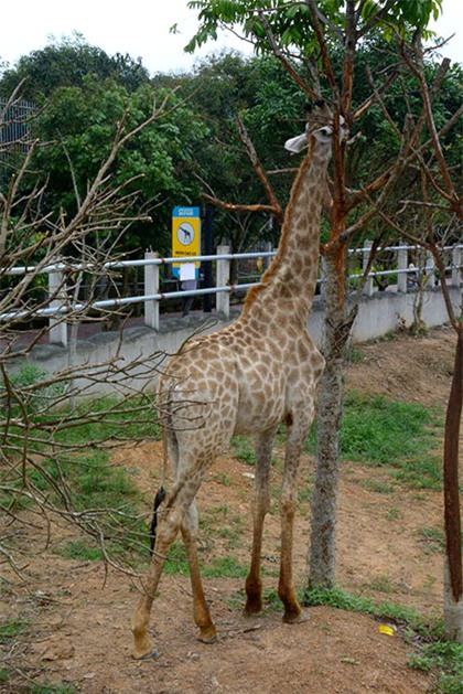 Vườn thú cách quốc lộ 1A khoảng 15 km.