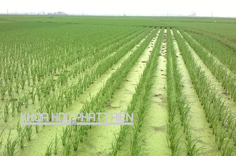 Phương pháp cấy lúa hàng biên tối ưu tại xã Nguyệt Đức, huyện Yên Lạc, Vĩnh Phúc. Ảnh: N. Biếu