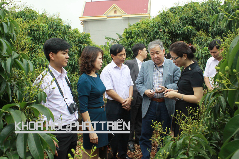 Đoàn công tác của Bộ KH&CN khảo sát vùng sản xuất vải thiều tại Lục Ngạn (Bắc Giang). Ảnh: Ngũ Hiệp