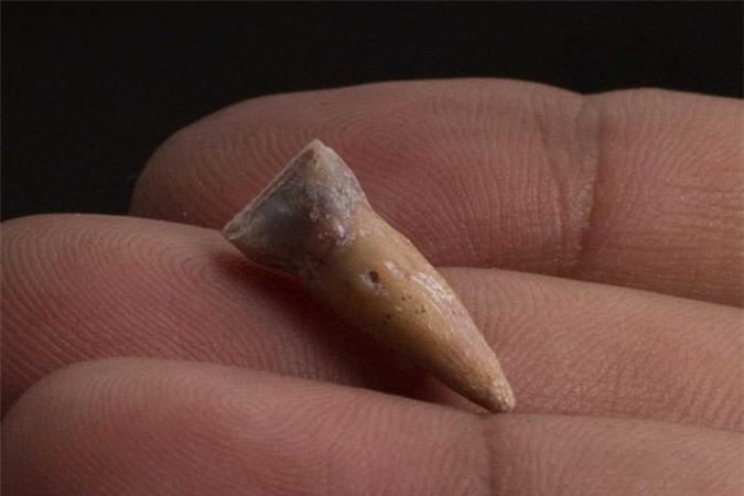 Một trong 6 chiếc răng hóa thạch được tìm thấy.