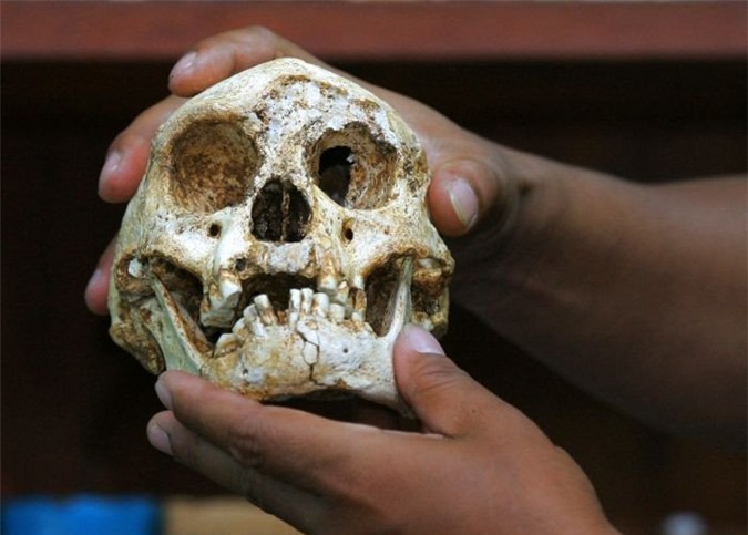 Hóa thạch sọ của người Hobbit được tìm thấy năm 2014 ở Indonesia.