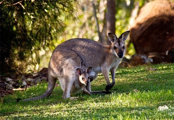 Kham pha gay soc ve kangaroo ai cung nen biet