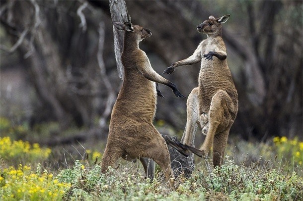 Kham pha gay soc ve kangaroo ai cung nen biet-Hinh-10