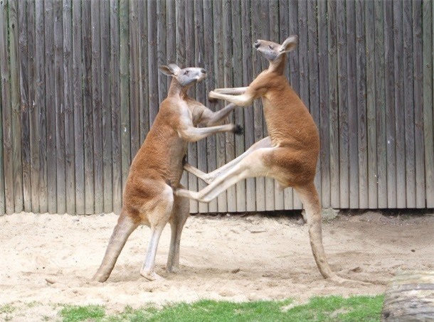 Kham pha gay soc ve kangaroo ai cung nen biet-Hinh-2