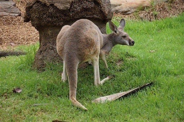 Kham pha gay soc ve kangaroo ai cung nen biet-Hinh-3