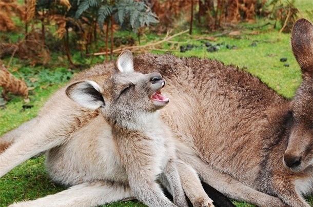 Kham pha gay soc ve kangaroo ai cung nen biet-Hinh-5