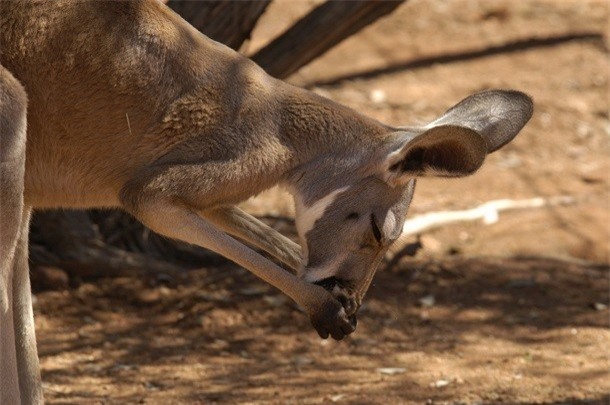 Kham pha gay soc ve kangaroo ai cung nen biet-Hinh-9