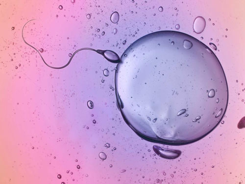 Phương pháp mới cho phép thay thế DNA lỗi trong trứng của người phụ nữ bằng DNA khỏe mạnh của phụ nữ khác để phôi tạo thành khỏe mạnh - Ảnh: Independent