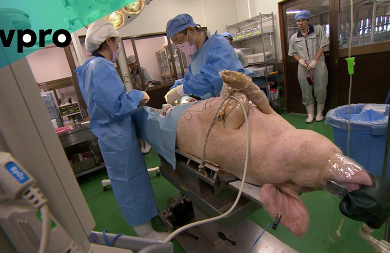 Lợn được chọn là “môi trường” thí nghiệm nuôi cấy tạng người dành cho mục đích cấy ghép. Ảnh: YT