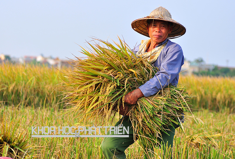 Nông dân sẽ được hưởng lợi từ bản đồ lúa gạo. Trong ảnh: Người dân xã Hải Hà, huyện Hải Hậu, tỉnh Nam Định thu hoạch vụ đông xuân 2015. Ảnh: Loan Lê