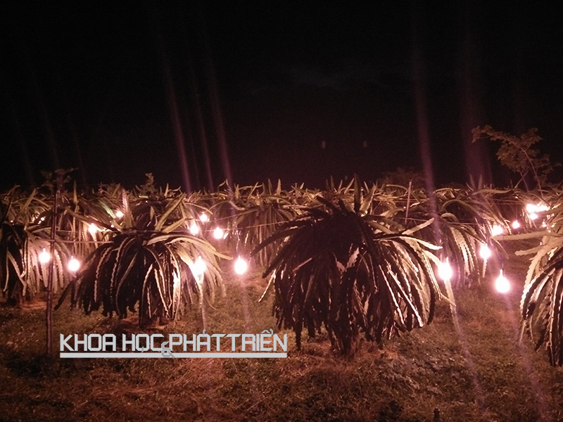 Chiếu sáng cho cây thanh long bằng bóng CFL-15W NN R-G tiết kiệm 75% năng lượng tại Bình Thuận. Ảnh: Đ. Duy