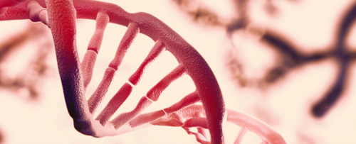 Cách DNA gấp quan trọng ngang với bản thân các mã hóa di truyền trong DNA - Ảnh: Shutterstock