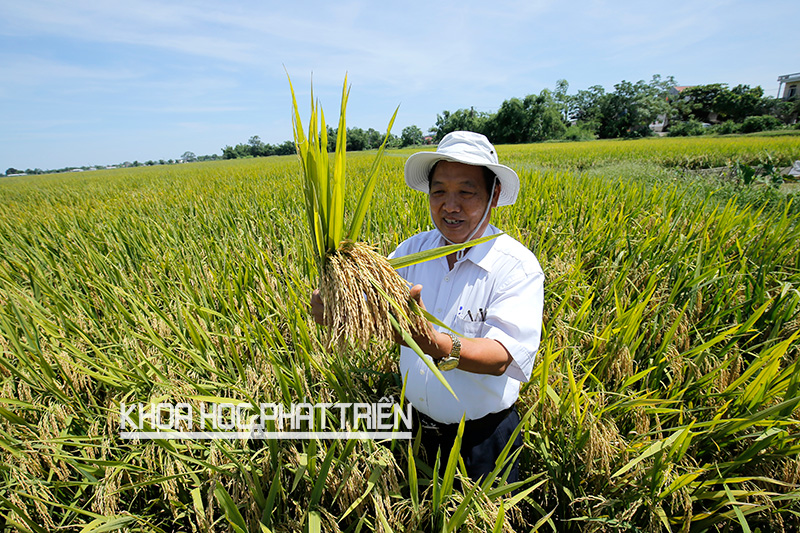 GS-TS Trần Duy Quý thăm ruộng lúa áp dụng công nghê cấy hàng biên ở huyện Thanh Liêm, Hà Nam. Ảnh: Phượng Hằng