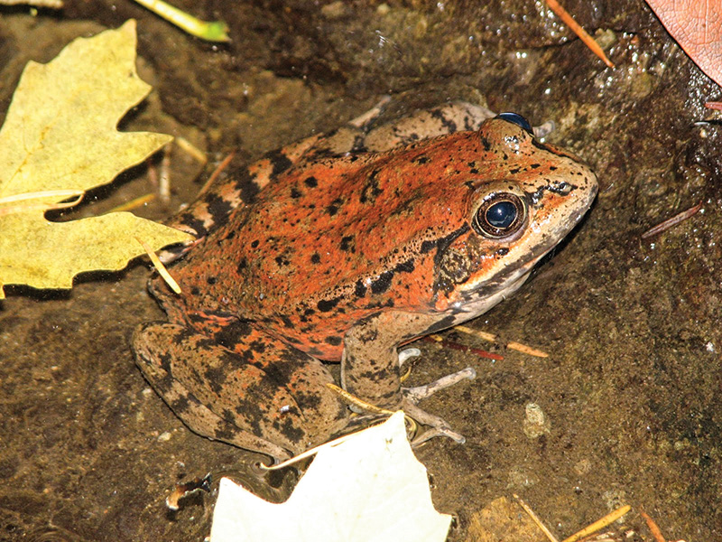 Loài ếch chân đỏ California (tên khoa học Rana draytonii). Ảnh: INT
