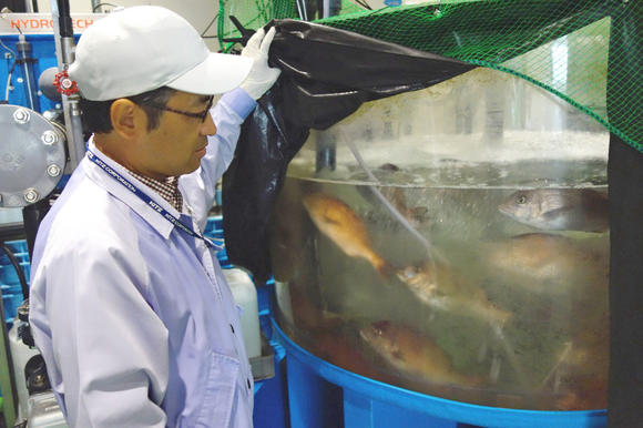 Một công nhân đang theo dõi hồ nuôi cá tráp đỏ tại nhà máy Nagano của Kitz.