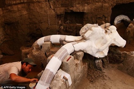Hóa thạch voi Mamút được tìm thấy dưới lòng đường đông người tại Mexico