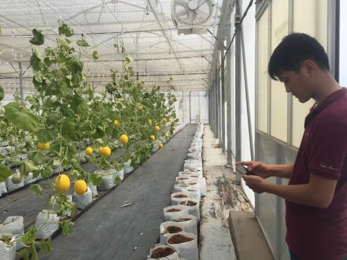 Nông dân công nghệ cao đang quản lý trồng dưa lưới bằng phần mềm SmartAgri.