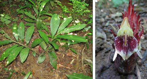 Cây và cụm hoa loài Zingiber skornickovae N.S. Lý. Ảnh: Lý Ngọc Sâm
