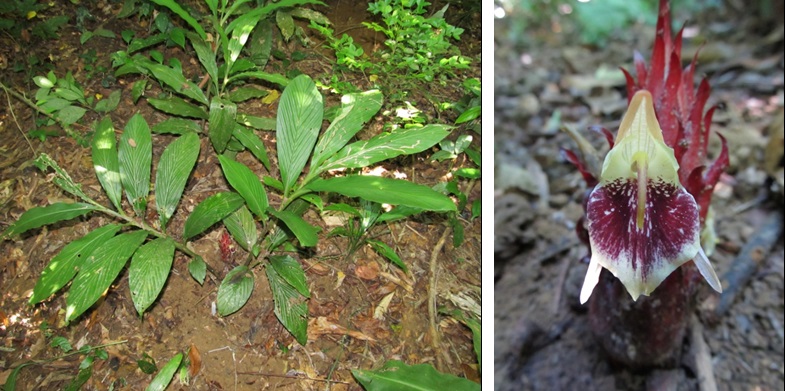 Hình ảnh Cây và cụm hoa loài Zingiber skornickovae N.S. Lý (Ảnh: Lý Ngọc Sâm)