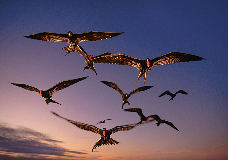 Đàn chim chiến trên hành trình hàng ngàn kilômét. Ảnh: Nationalgeographic