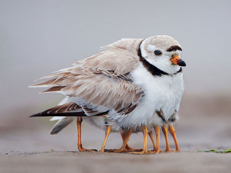 Chùm ảnh độc của những loài chim tuyệt đẹp - KhoaHoc.tv