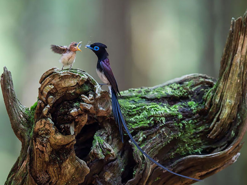Top 50 Hình ảnh chim đẹp nhất thế giới nhìn là mê - TRẦN HƯNG ĐẠO