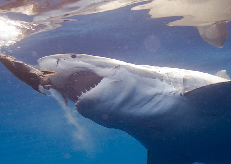Một chú cá mập trắng đang săn mồi. Ảnh: Greatwhiteshark3d