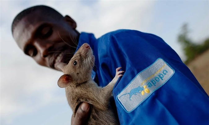 Chuột túi khổng lồ châu Phi đã được huấn luyện để phát hiện bệnh lao