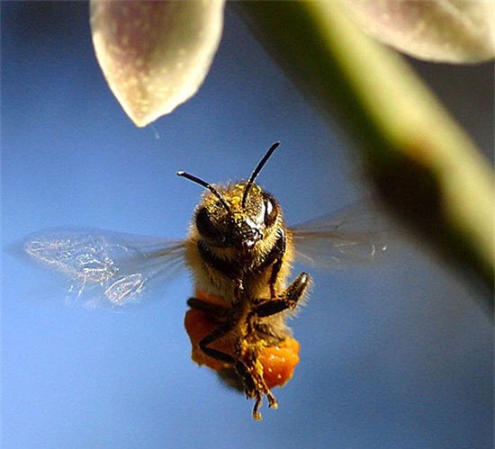 Ong có thể dự báo trước được những cơn mưa 