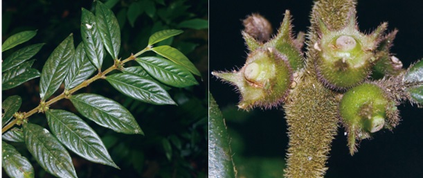 Đặc điểm nhận dạng loài Xú hương phún (Lasianthus stephanocalycinus). Ảnh: Viện Hàn lâm khoa học và công nghệ Việt Nam