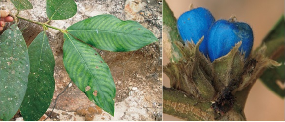 Đặc điểm nhận dạng loài Xú hương gigan (Lasianthus giganteus). Ảnh: Viện Hàn lâm Khoa học và Công nghệ Việt Nam