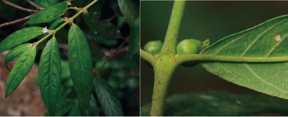 Đặc điểm nhận dạng loài Xú hương bonkor (Lasianthus bokorensis). Ảnh: Viện Hàn lâm Khoa học và Công nghệ Việt Nam