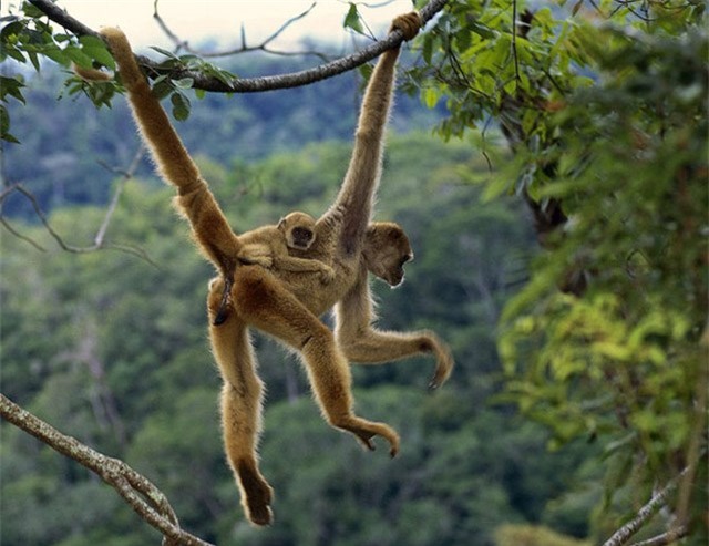 Cảnh độc: Những con khỉ nắm đuôi nhau đánh đu