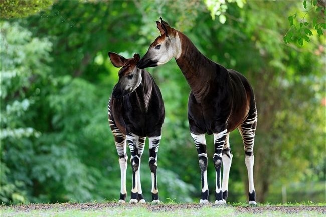 Okapi, this kind of material is born from a story-Figure-10