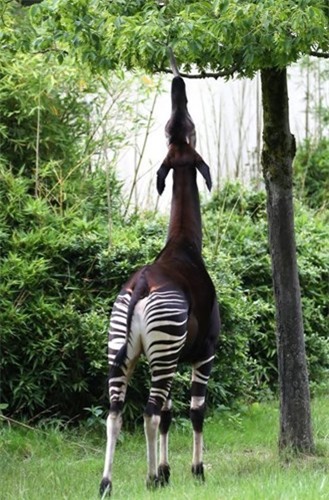 Okapi, this kind of character is born from a story-Figure-3