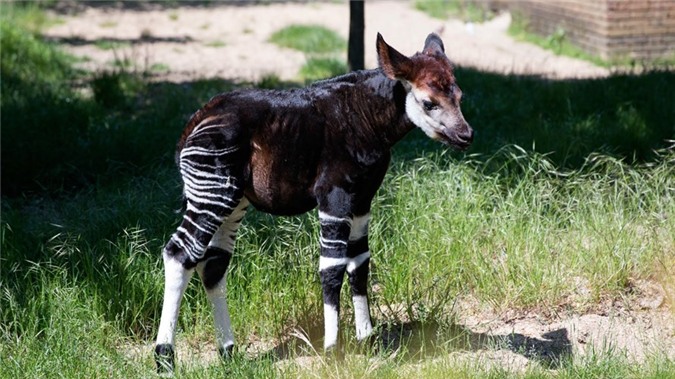 Okapi, this type of material is created from the story of the story-Figure-4