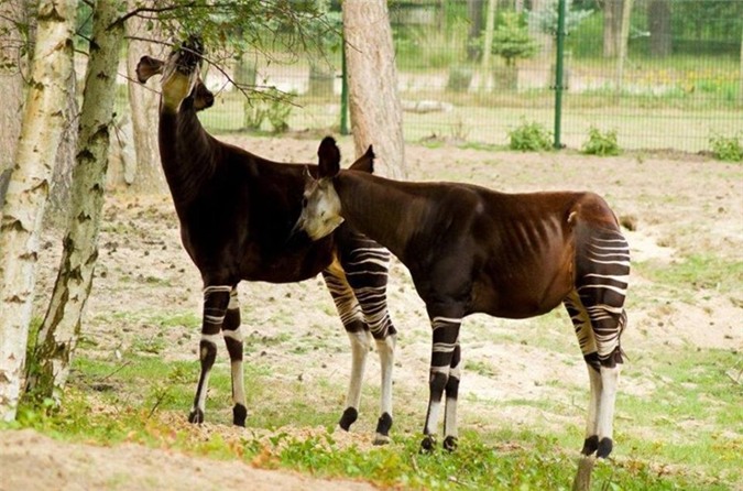 Okapi, this kind of character is born from a story-Figure-5