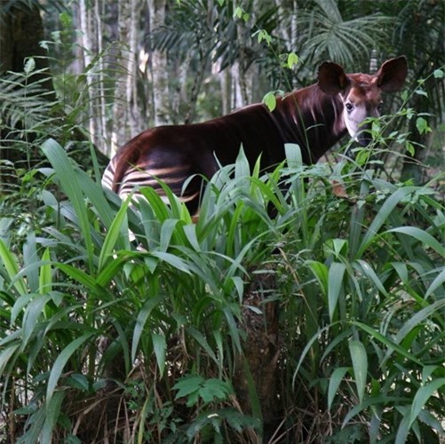 Okapi, this kind of material is born from a story-Figure-6
