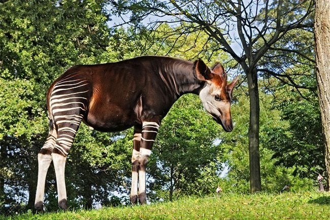 Okapi, loài động vật kỳ lạ bước ra từ chuyện cổ tích
