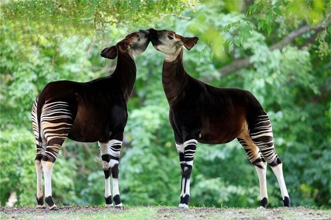 Okapi, this kind of character is born from the story of the story-Figure-8