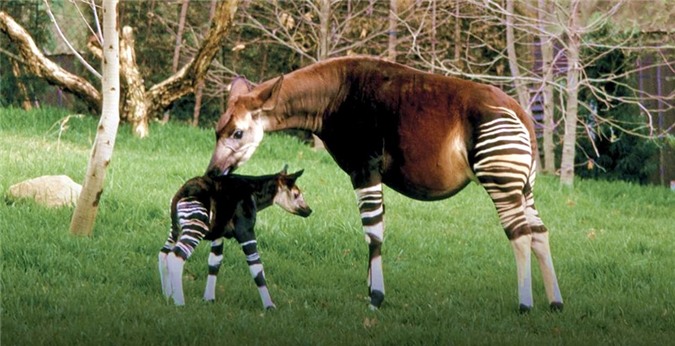 Okapi, this kind of character is born from the story of the story-Figure-9