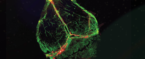 Hình ảnh phát sáng của mạch bạch huyết. Ảnh: Trường Đại học Virginia