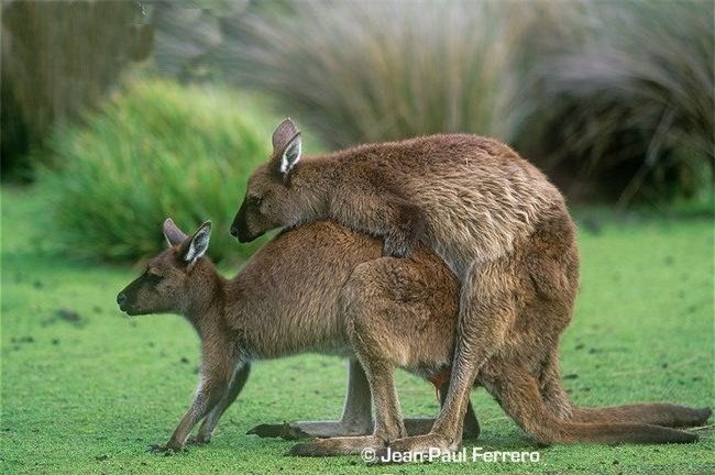 Kangaroo “may mua” cuc lang man duoi anh trang-Hinh-5
