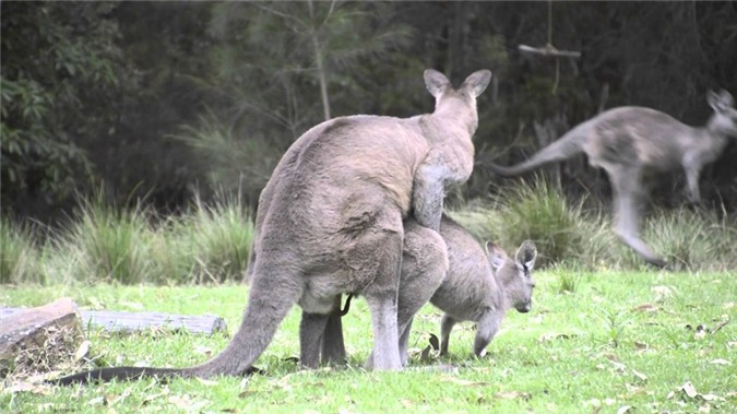 Kangaroo “may mua” cuc lang man duoi anh trang-Hinh-8