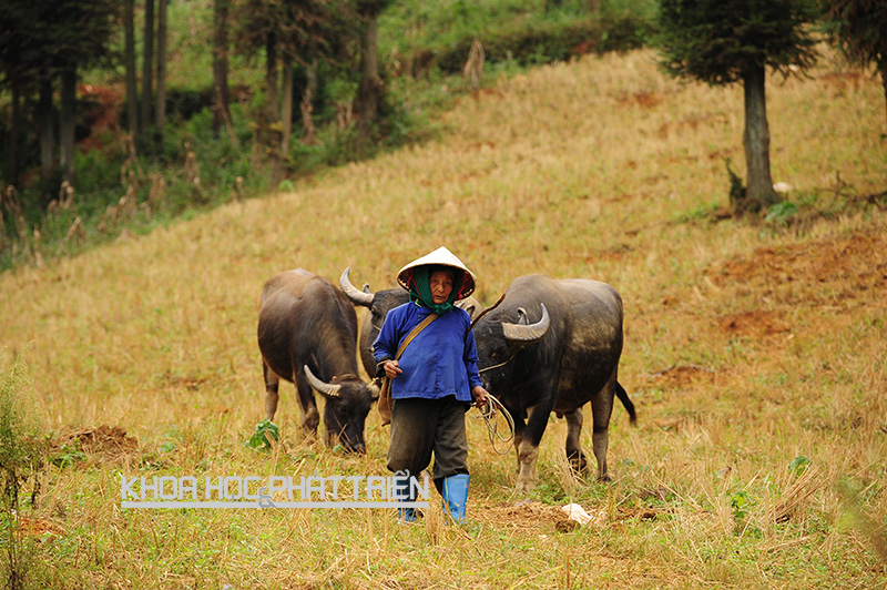 Một người dân Xí Mần (Hà Giang) phát triển kinh tế gia đình bằng chăn nuôi trâu bò. 